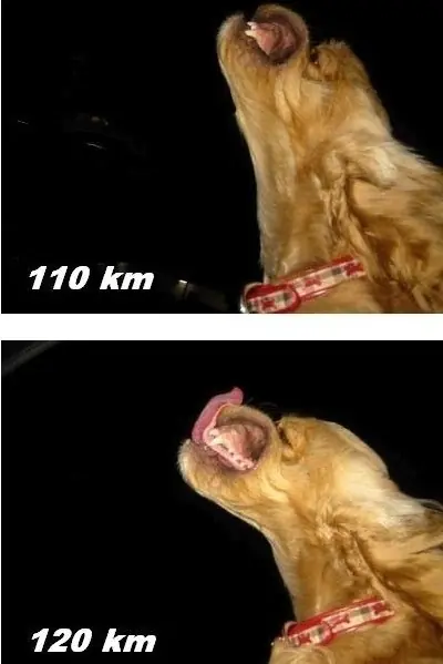 perro