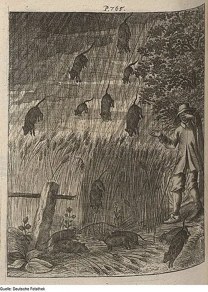 El fenómeno de la "Lluvia de Animales"