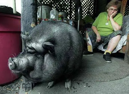animales heroes