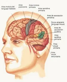 vaso sanguineo