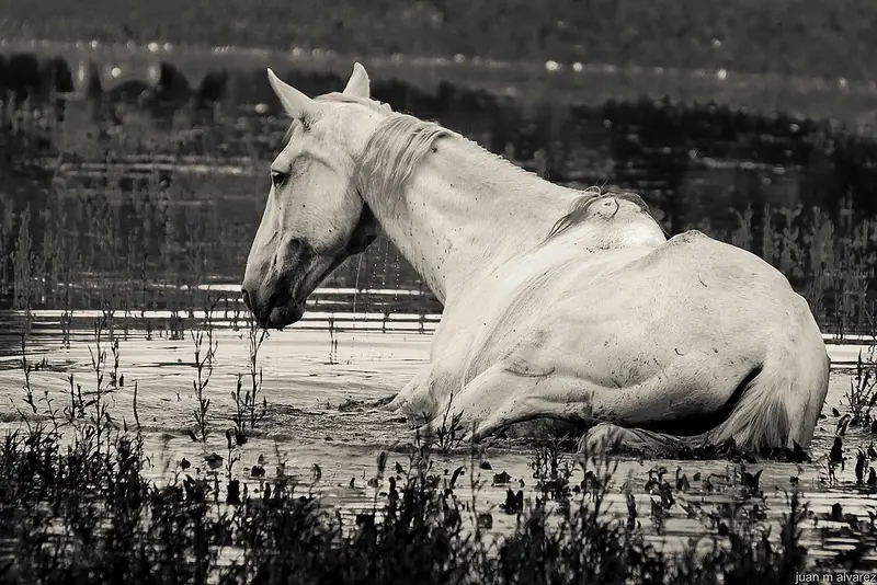 cafd
