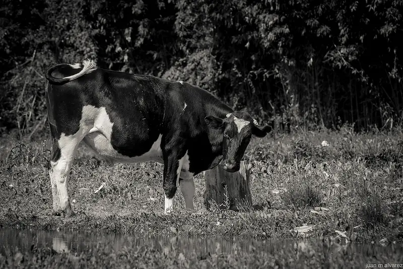 arshiva2000