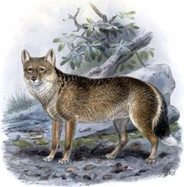 Animales Extintos Por El Hombre Parte 1 Y 2!