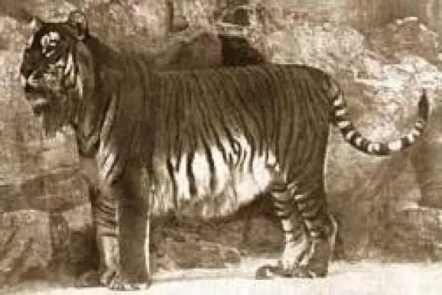 Animales Extintos Por El Hombre Parte 1 Y 2!