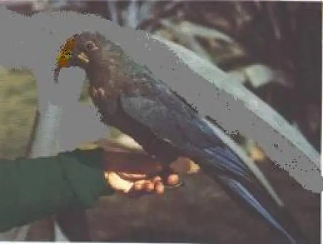 Animales Extintos Por El Hombre Parte 1 Y 2!