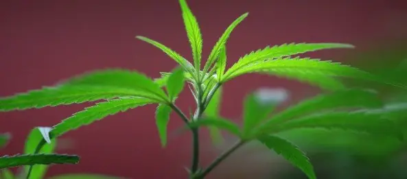 la marihuana cura el cáncer