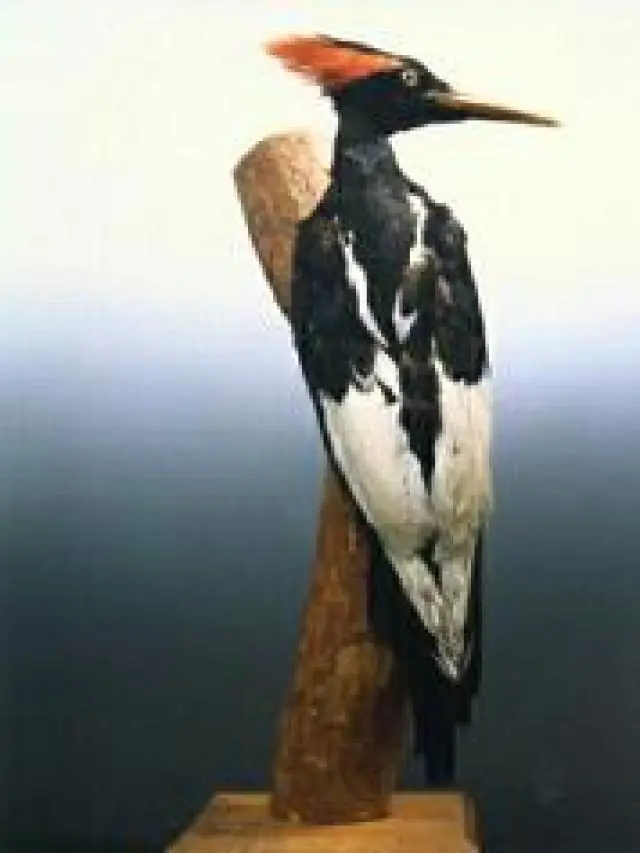 extintos