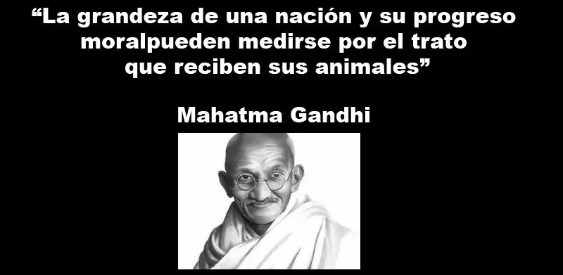 animales