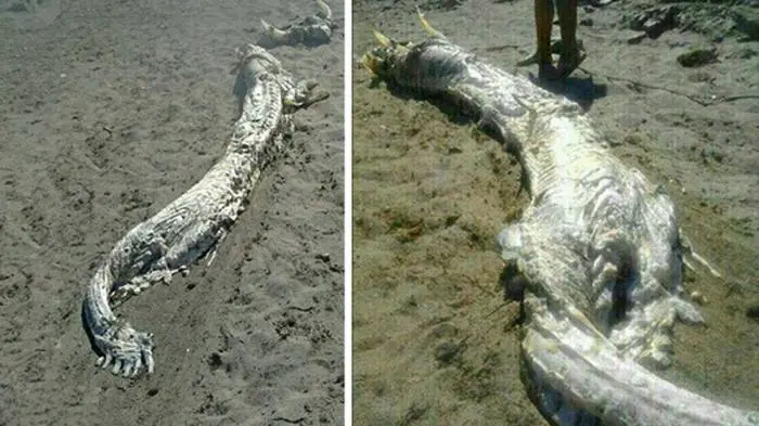 Descubren un Dragon Marino