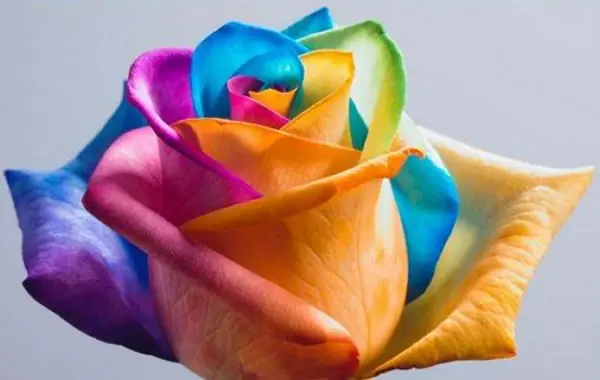 responder