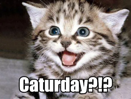 caturday