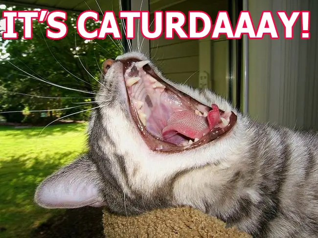 salvemos caturday