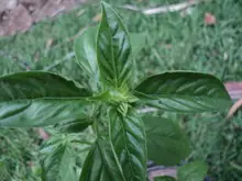 La Albahaca, una planta muy aromática.