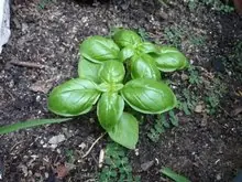 plantas