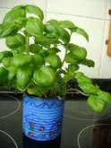 albahaca