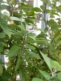 aromatica