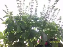 cultivos