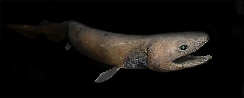Peces extraños que posiblemente no conoces