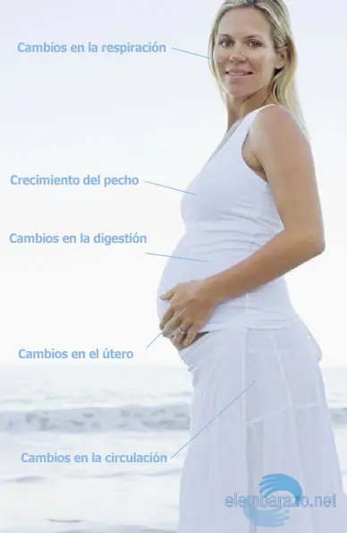 Embarazo... [Megapost]
