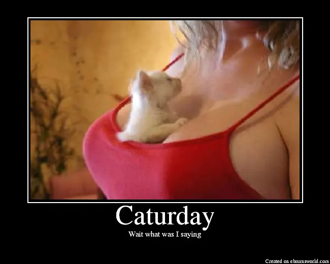 dia de los gatos