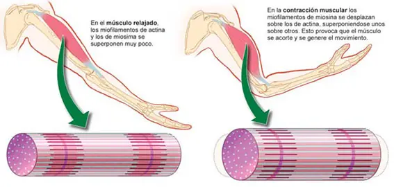 increible