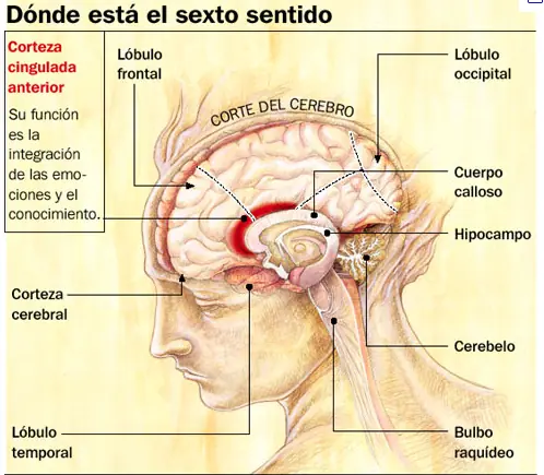 sientes