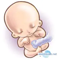 bebe