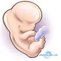 embarazadas