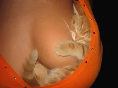 gatos
