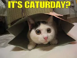 gatos