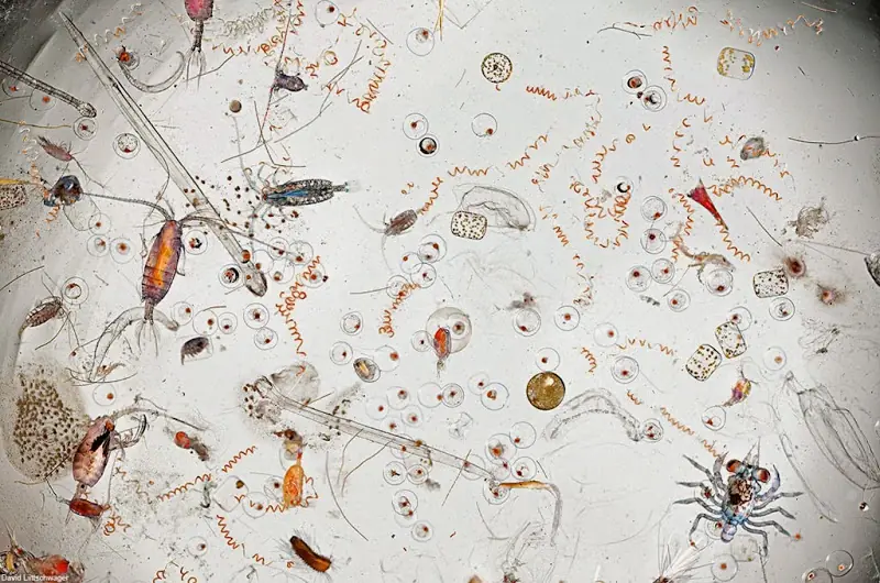 Los microorganismos que contiene una sola gota de mar