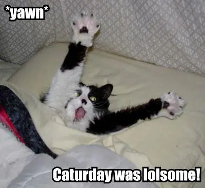 dia de los gatos