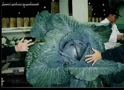 Verduras Gigantes ! + (secreto de las semillas)