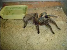todo animales