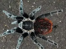 arañas