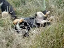 animal planet