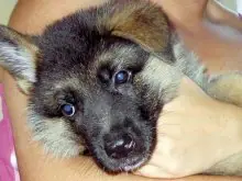 cuidado perros
