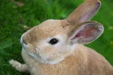 todo animales