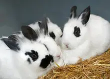 gatos