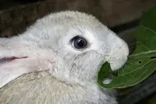 palomas