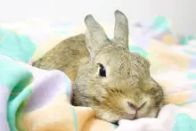 animal planet