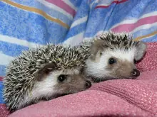pajaritos