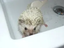 todo animales