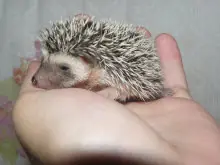 si tienes mascota entra aqui...