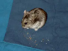 Hamster