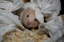 palomas