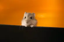 gatos