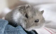 animal planet