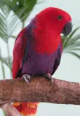 palomas