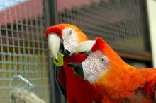 loros